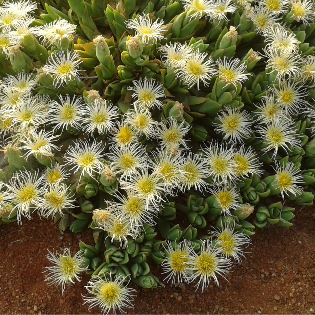 Sceletium Tortuosum in bloom